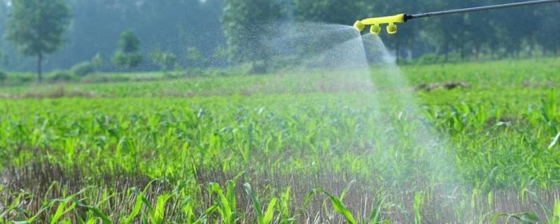 灭草松对玉米的生长会有不良影响吗