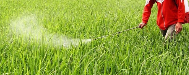 除草剂喷施几个小时之后下雨是否还有效