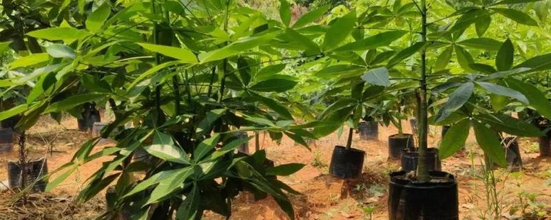 摇钱树和发财树有哪些明显的区别，它们各自的特点都有什么呢