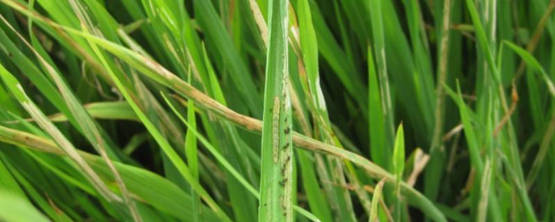 氯虫苯甲酰胺具体可以灭杀哪些害虫呢