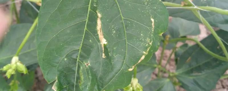 豆角卷叶是由什么病害引起的，应该使用哪些药物进行防治
