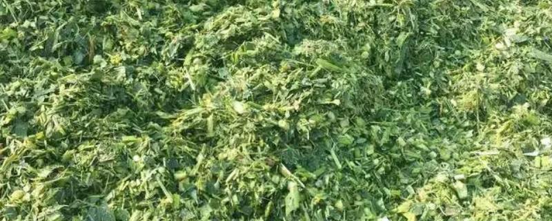 青储具体是指什么，它的定义以及作用有哪些