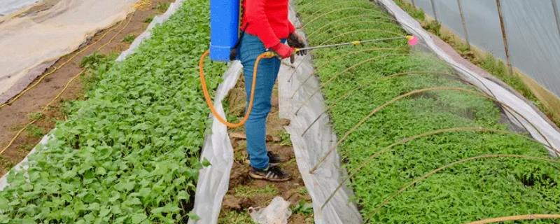 磷酸二氢钾喷施在蔬菜上之后需要过几天才可以食用呢