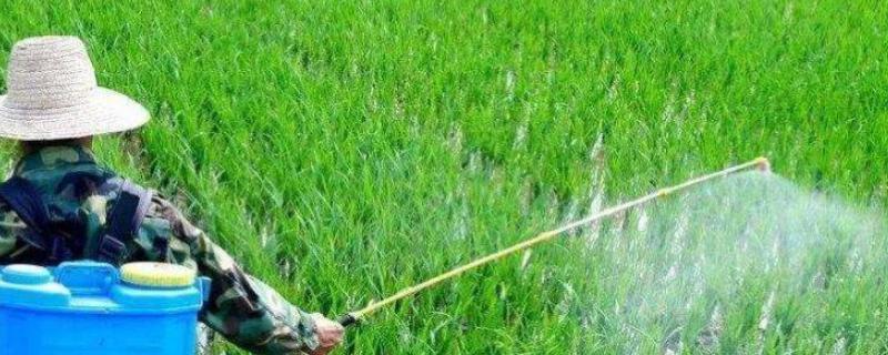 除草剂的具体分类有哪几种呢