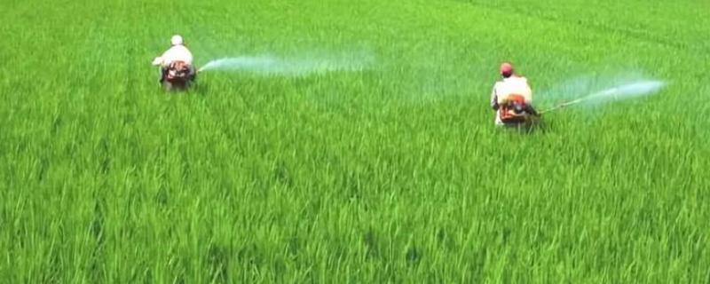 氮肥和复合肥能够混合在一起施用吗，它们二者搭配使用是否可行呢