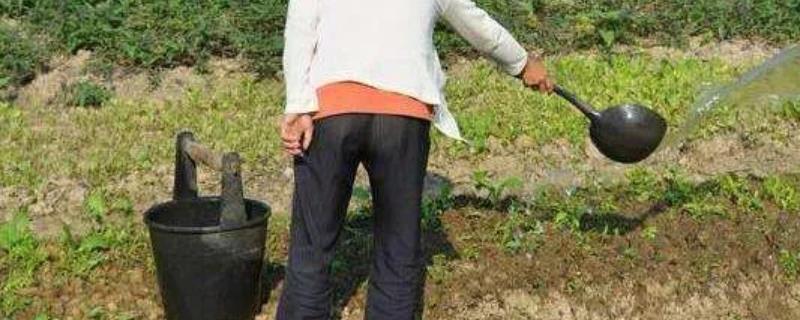 有机肥在蔬菜种植过程中该如何使用