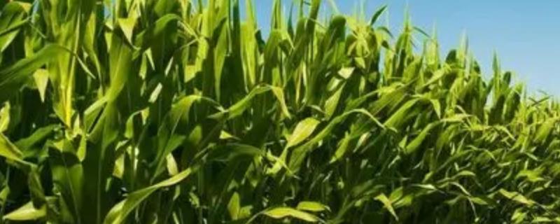 玉米长出了小叉子需要掰掉吗，如果不掰掉是否会影响最终的产量