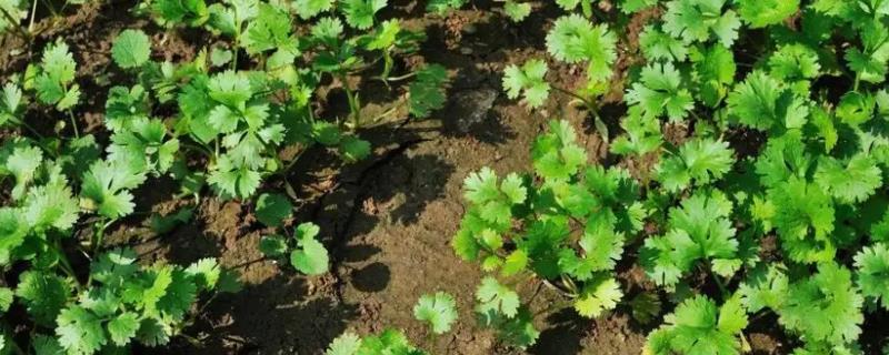 香菜到底属于哪类，它是什么类蔬菜