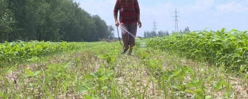 嗪草酮除草剂的具体使用说明书内容有哪些