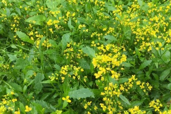 油菜田的野油菜怎么除