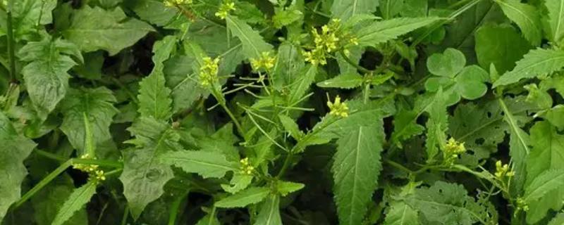 油菜田里的野油菜应该如何有效根除呢