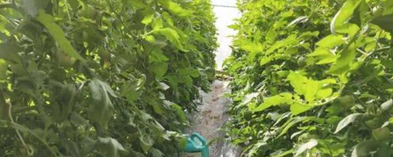 西红柿追肥具体用什么肥料比较好呢