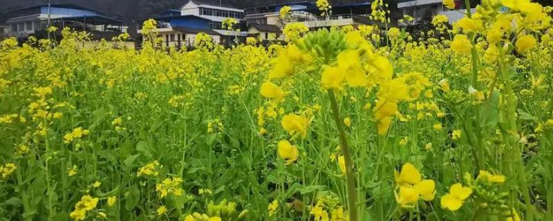 油菜的生长过程具体有哪些阶段