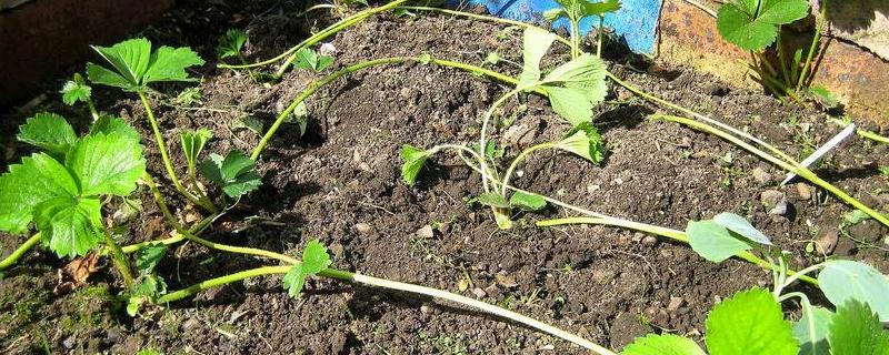 草莓究竟是怎么繁殖新苗的