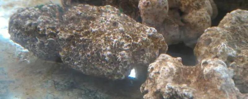 硝化细菌放多了会对鱼类产生危害吗，它的具体负面影响有哪些呢