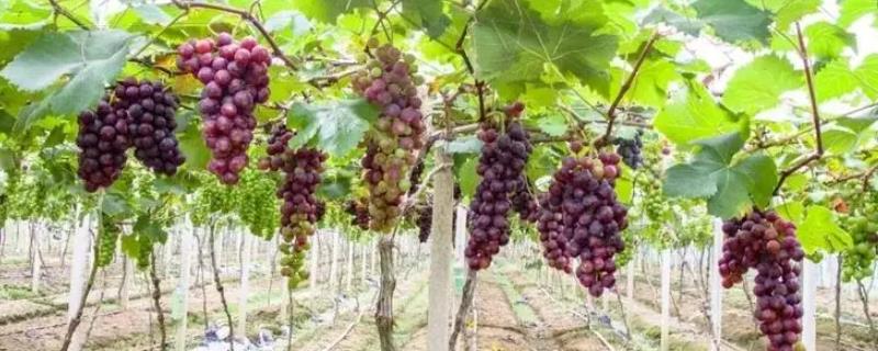 葡萄果实膨大期间，应施用何种肥料