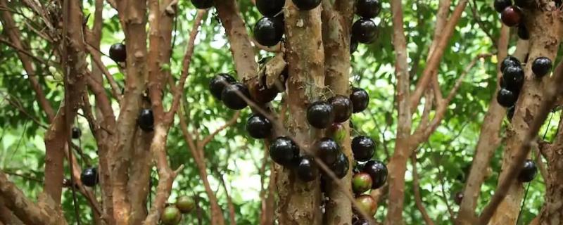 树葡萄现在的市场价格是多少钱一斤，它未来的种植前景究竟如何呢