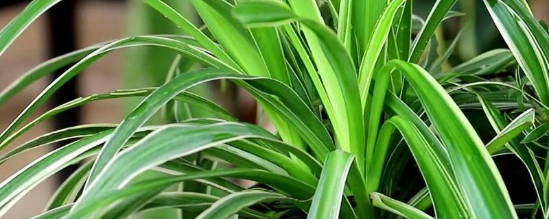 吊兰现在的市场售价是多少，附带详细的日常养殖方法