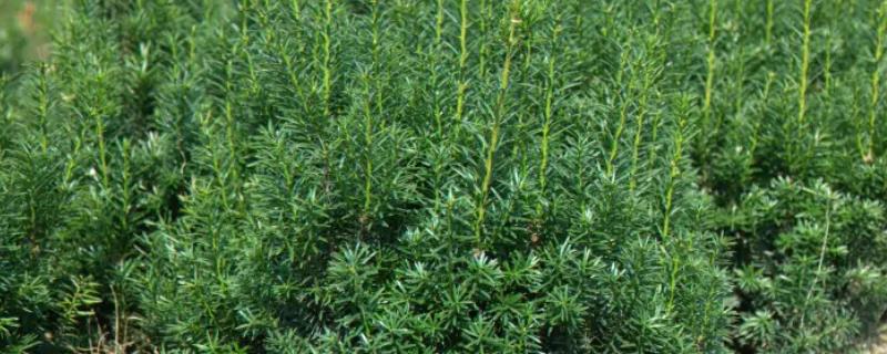 曼地亚红豆杉树苗的市场售价是多少，详细的种植要点有哪些