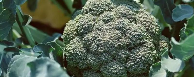 西兰花种子售价究竟是多少，为您详细介绍具体的种植方法技巧