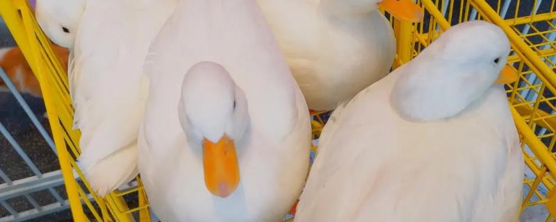 柯尔鸭平常吃什么食物，它们具体的喂养喂食指南有哪些