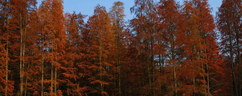 环嗪酮具体对哪几种树木没有效果