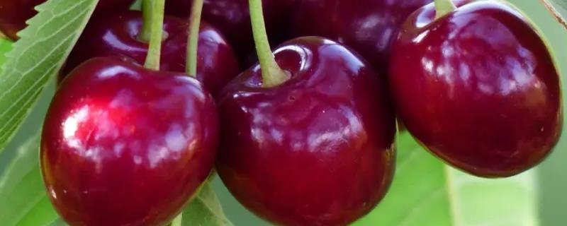 俄8号大樱桃品种详细介绍，它有什么样的优缺点和种植要点
