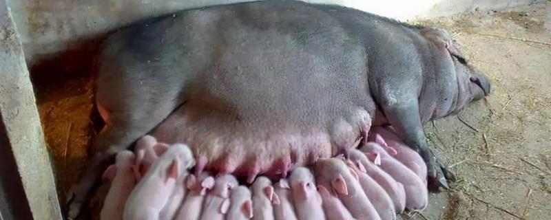 母猪产后需要经过多久才能喂食