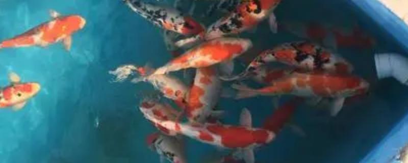 锦鲤跳缸是什么原因导致的，它背后的具体因素有哪些