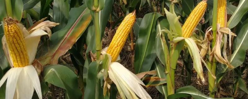登海533玉米品种的具体特性是什么，它的粮食产量表现究竟如何