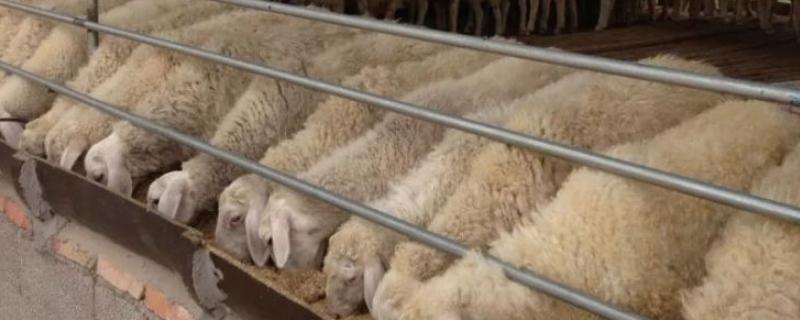 育肥羊每天到底需要吃掉多少精料呢