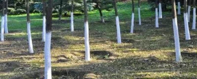 石硫合剂的使用方法是什么，在使用的过程中有哪些注意事项