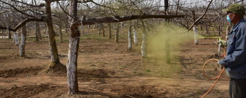 石硫合剂主要可以防治哪些病虫害呢