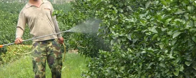 叶面肥喷施之后经过几个小时下雨才不会影响效果