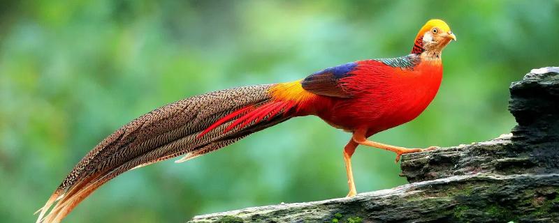 锦鸡具体属于哪一类别的动物，它是国家几级保护动物呢