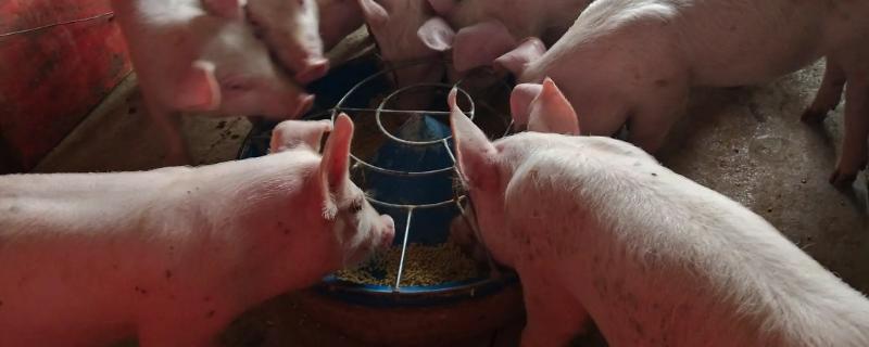 猪粮比六比一具体是指什么意思