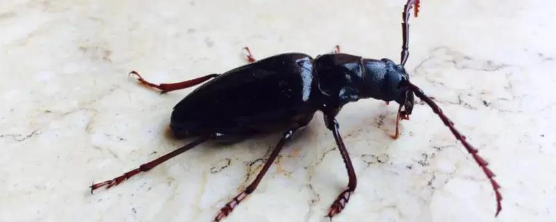 雨后水牛昆虫究竟可不可以食用呢