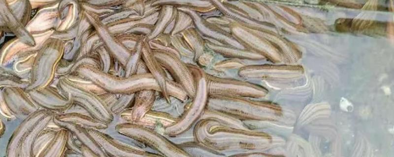 水蛭养殖过程中遇到的最大困难