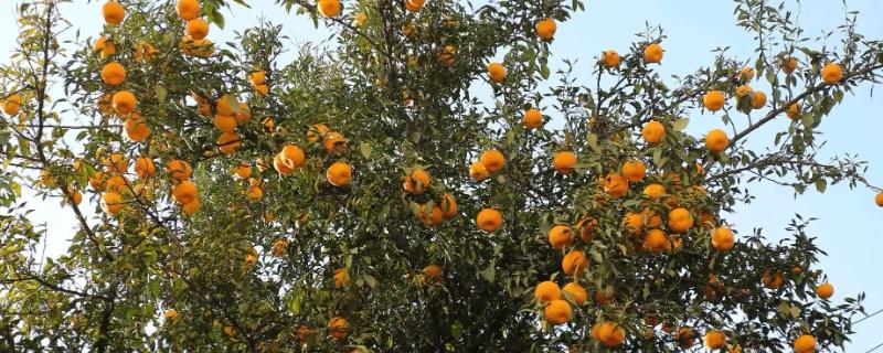 桔子树具体使用哪种肥料最好