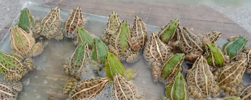 现在人工养殖的青蛙究竟能否买卖