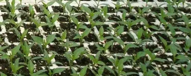 辣椒的育苗时间是在什么时候，具体的育苗方法有哪些呢