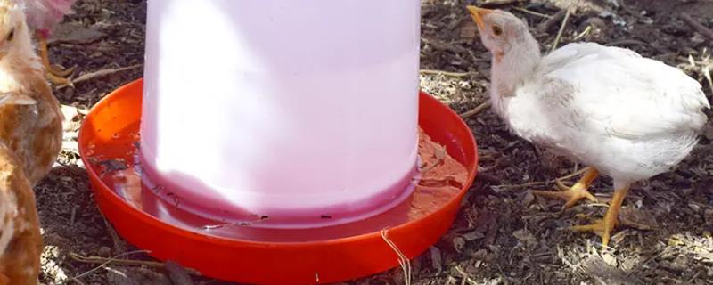 小鸡为什么一喝水就死亡了呢