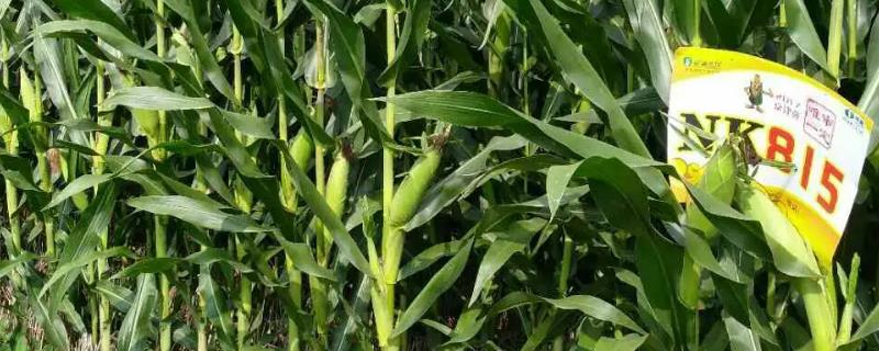 nk815玉米品种详细简介及其特点说明