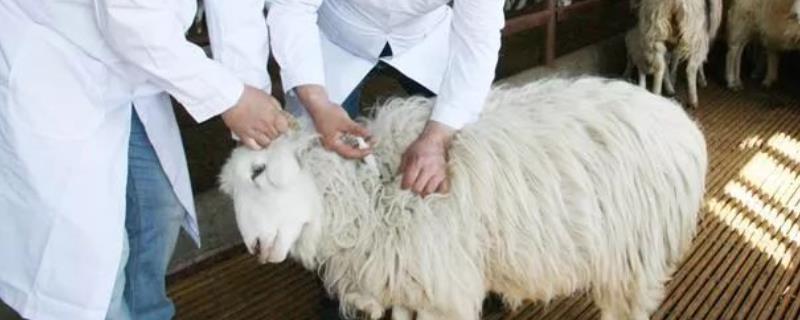 三联四防冬季可以打吗，它在寒冷季节接种是否有影响