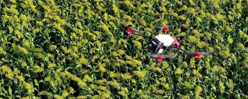二氯莠去津对高粱是否有害，它会产生哪些负面影响呢