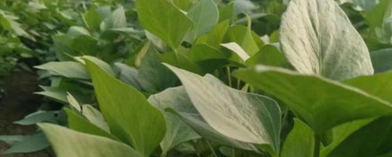 红薯苗在几月份进行扦插比较好呢