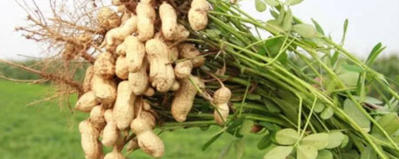 花生最适宜在哪些类型的土壤里生长