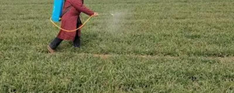 二甲四氯异辛酯除草剂的性能具体表现如何