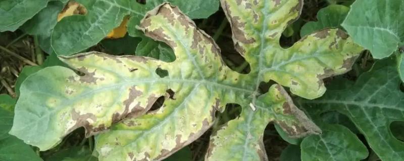 西瓜蔓枯病应该用什么药效果比较好呢
