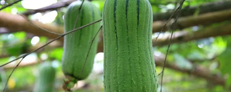 丝瓜叶子被虫子咬得全是孔洞该喷什么药防治